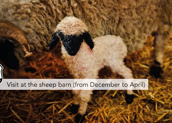 Wellness Alpenhof Hotel Zermatt