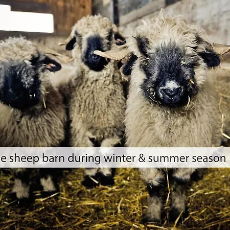 Wellness Alpenhof Hotel 4*